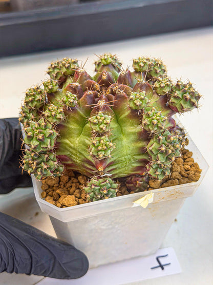 Gymnocalycium Sweet Green (#4) | Variegated cactus