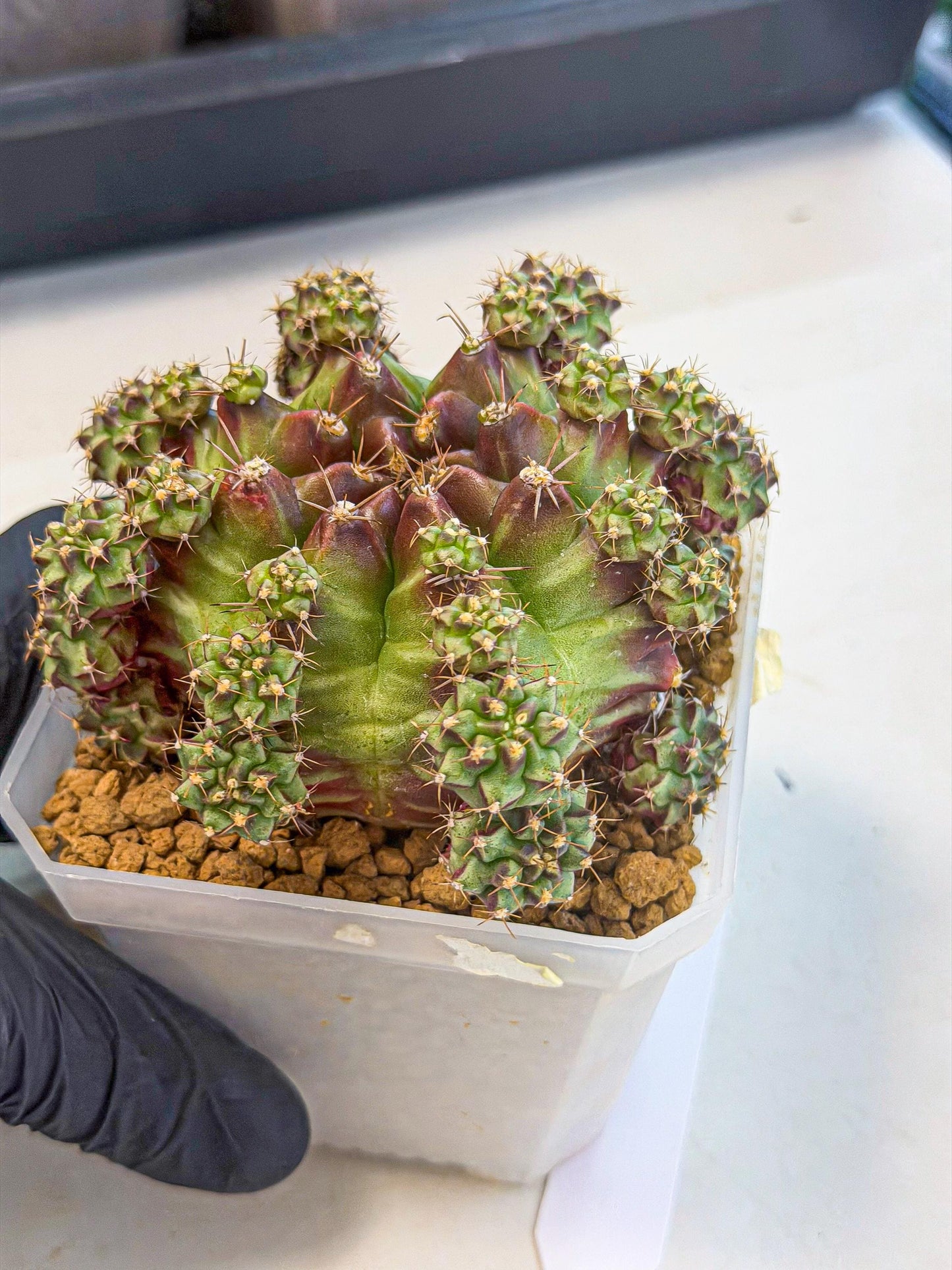 Gymnocalycium Sweet Green (#4) | Variegated cactus