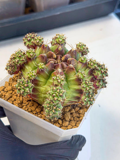 Gymnocalycium Sweet Green (#4) | Variegated cactus