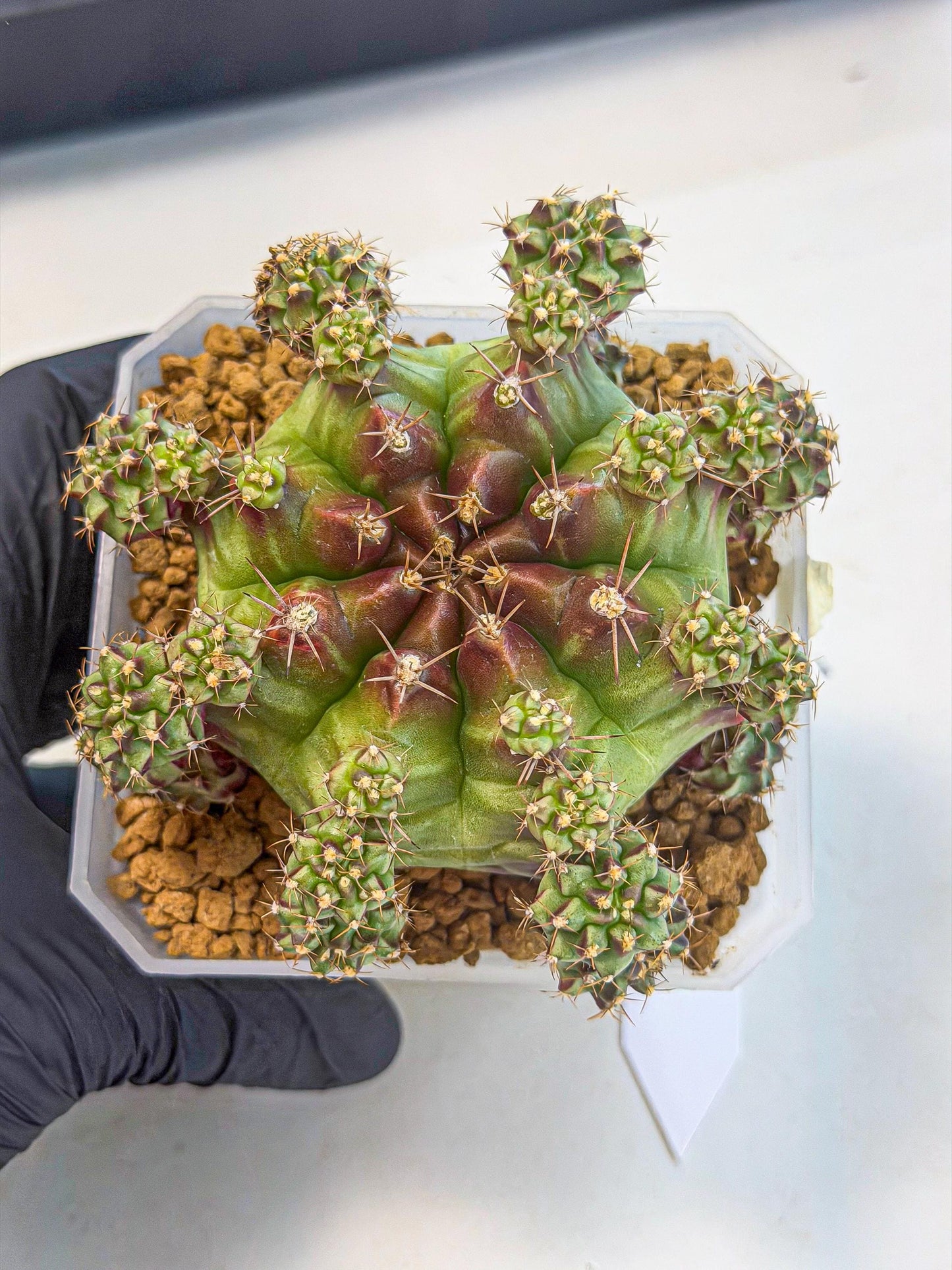 Gymnocalycium Sweet Green (#4) | Variegated cactus
