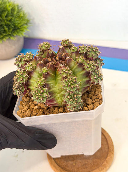 Gymnocalycium Sweet Green (#4) | Variegated cactus