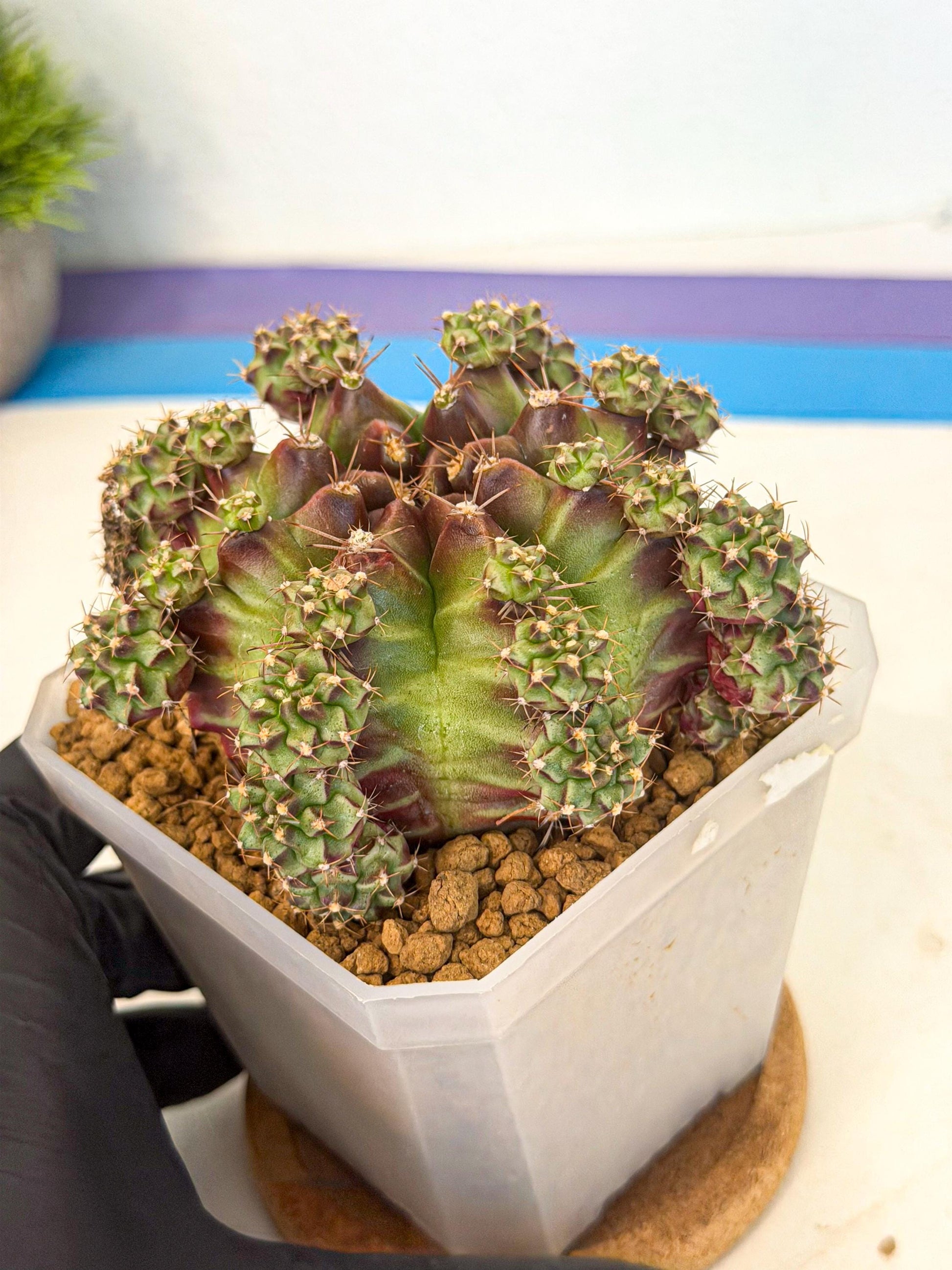 Gymnocalycium Sweet Green (#4) | Variegated cactus