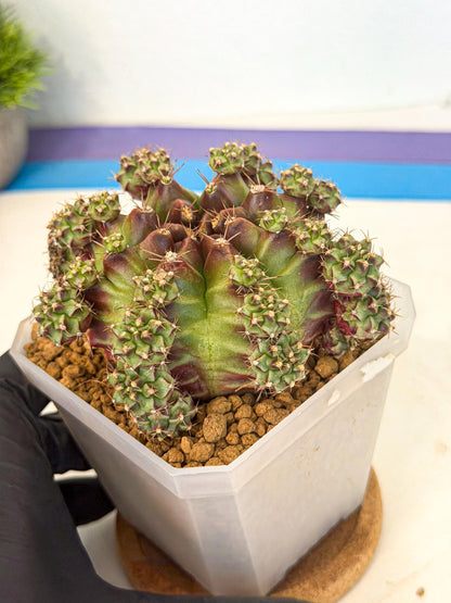 Gymnocalycium Sweet Green (#4) | Variegated cactus
