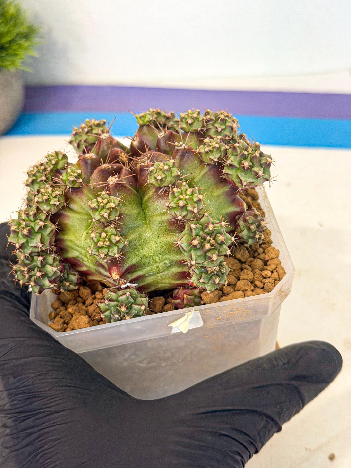 Gymnocalycium Sweet Green (#4) | Variegated cactus