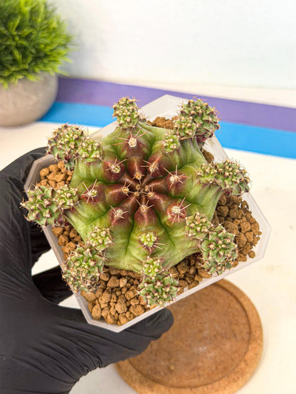 Gymnocalycium Sweet Green (#4) | Variegated cactus