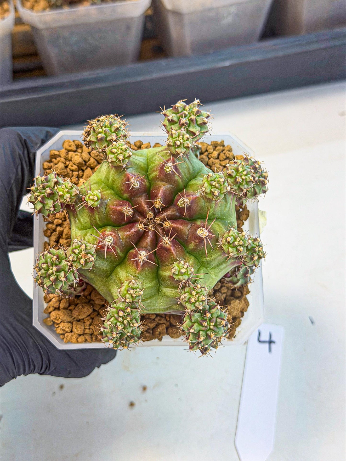 Gymnocalycium Sweet Green (#4) | Variegated cactus