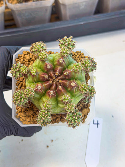 Gymnocalycium Sweet Green (#4) | Variegated cactus