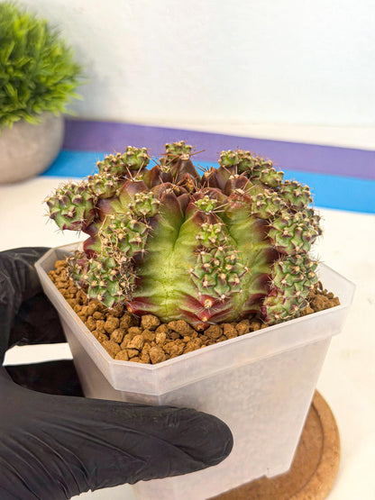 Gymnocalycium Sweet Green (#4) | Variegated cactus