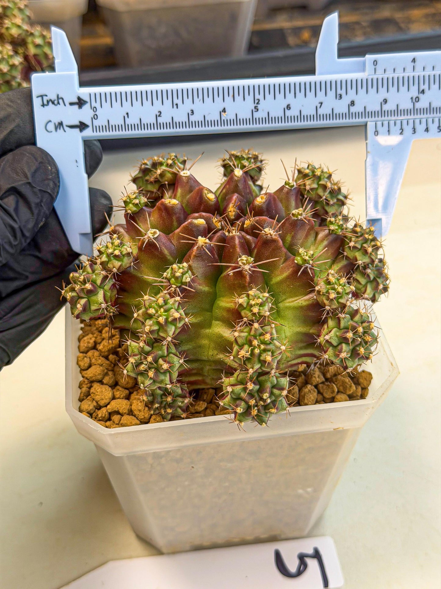 Gymnocalycium Sweet Green (#5) | Variegated cactus