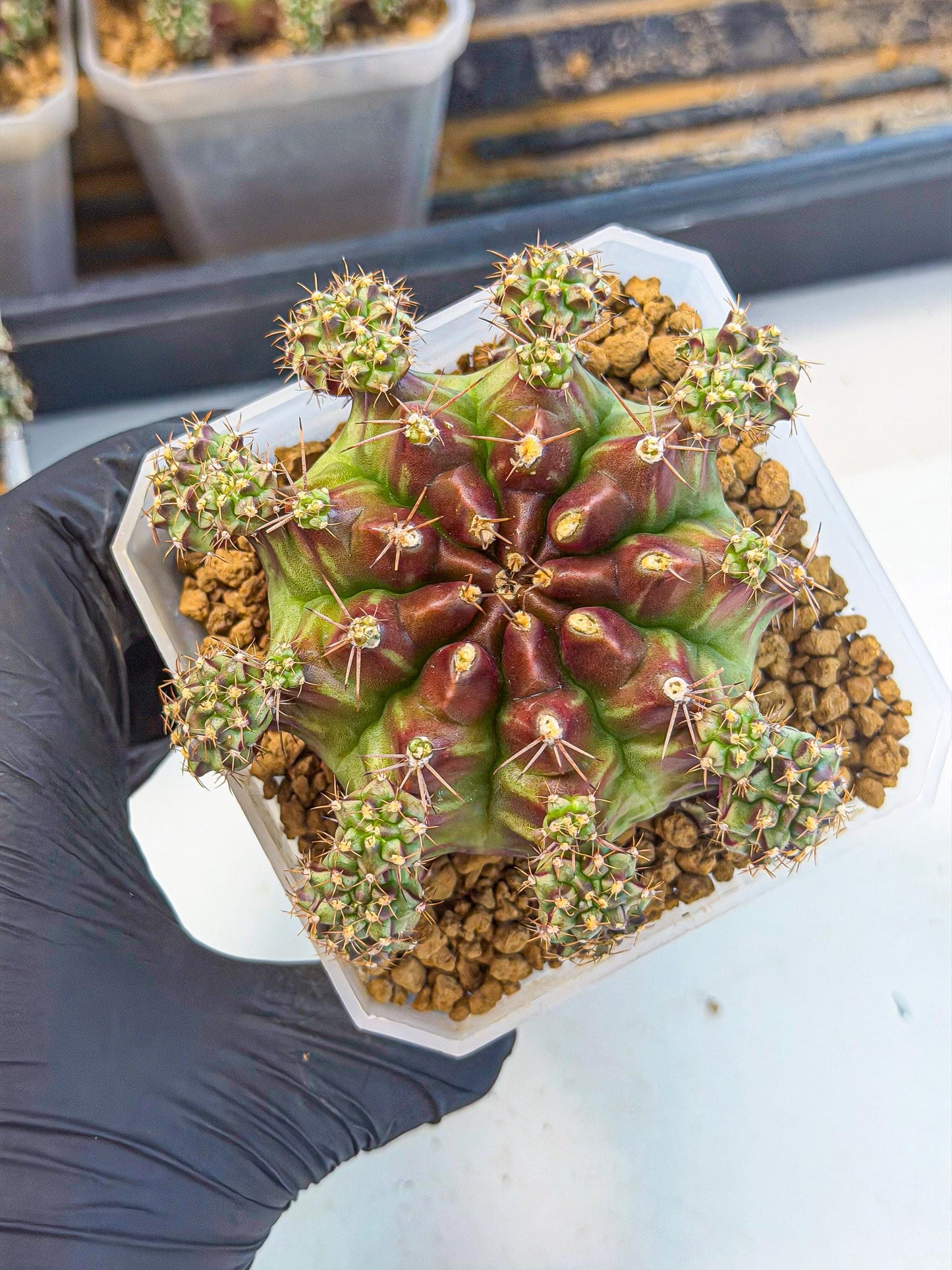 Gymnocalycium Sweet Green (#5) | Variegated cactus