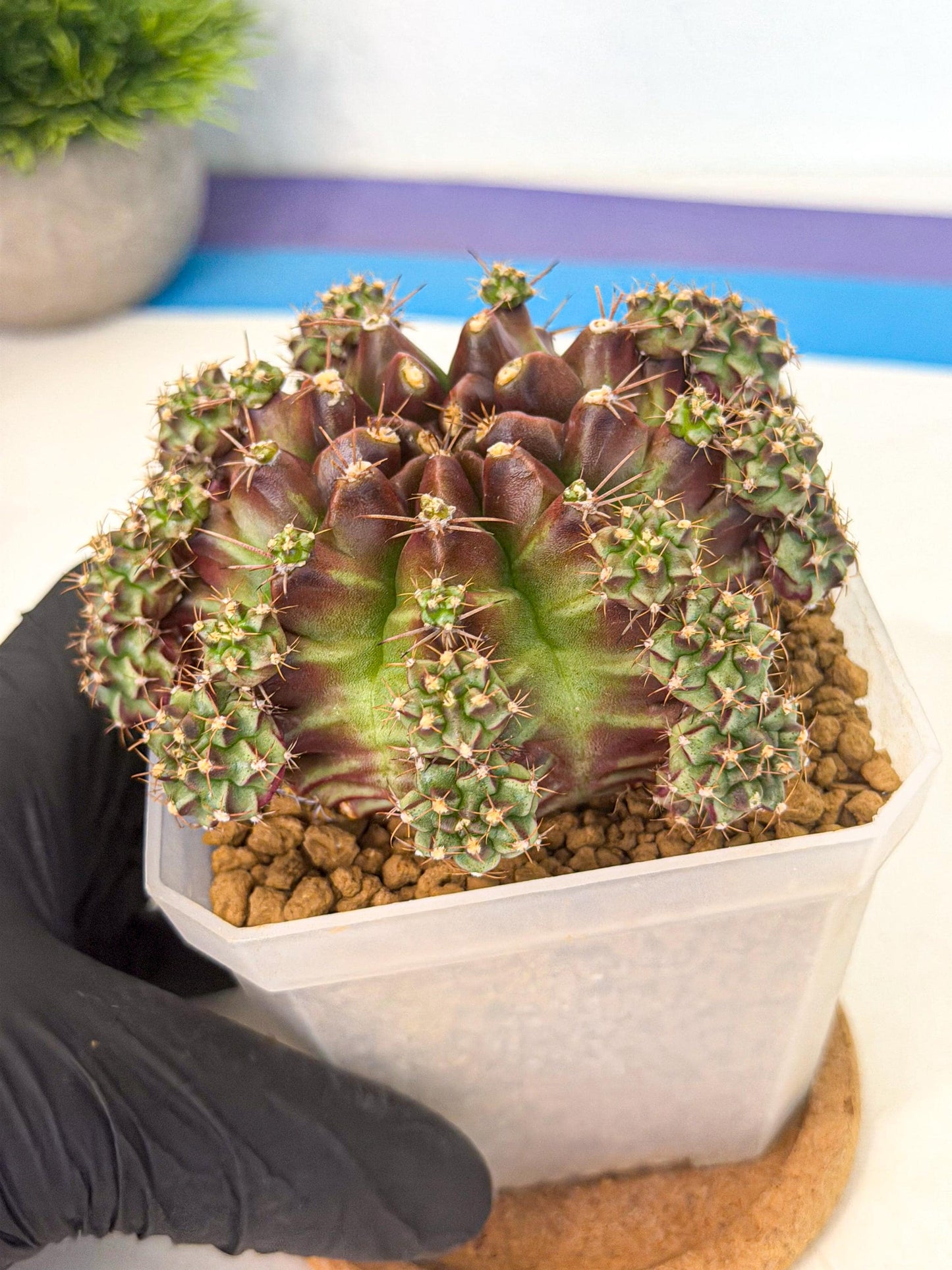 Gymnocalycium Sweet Green (#5) | Variegated cactus