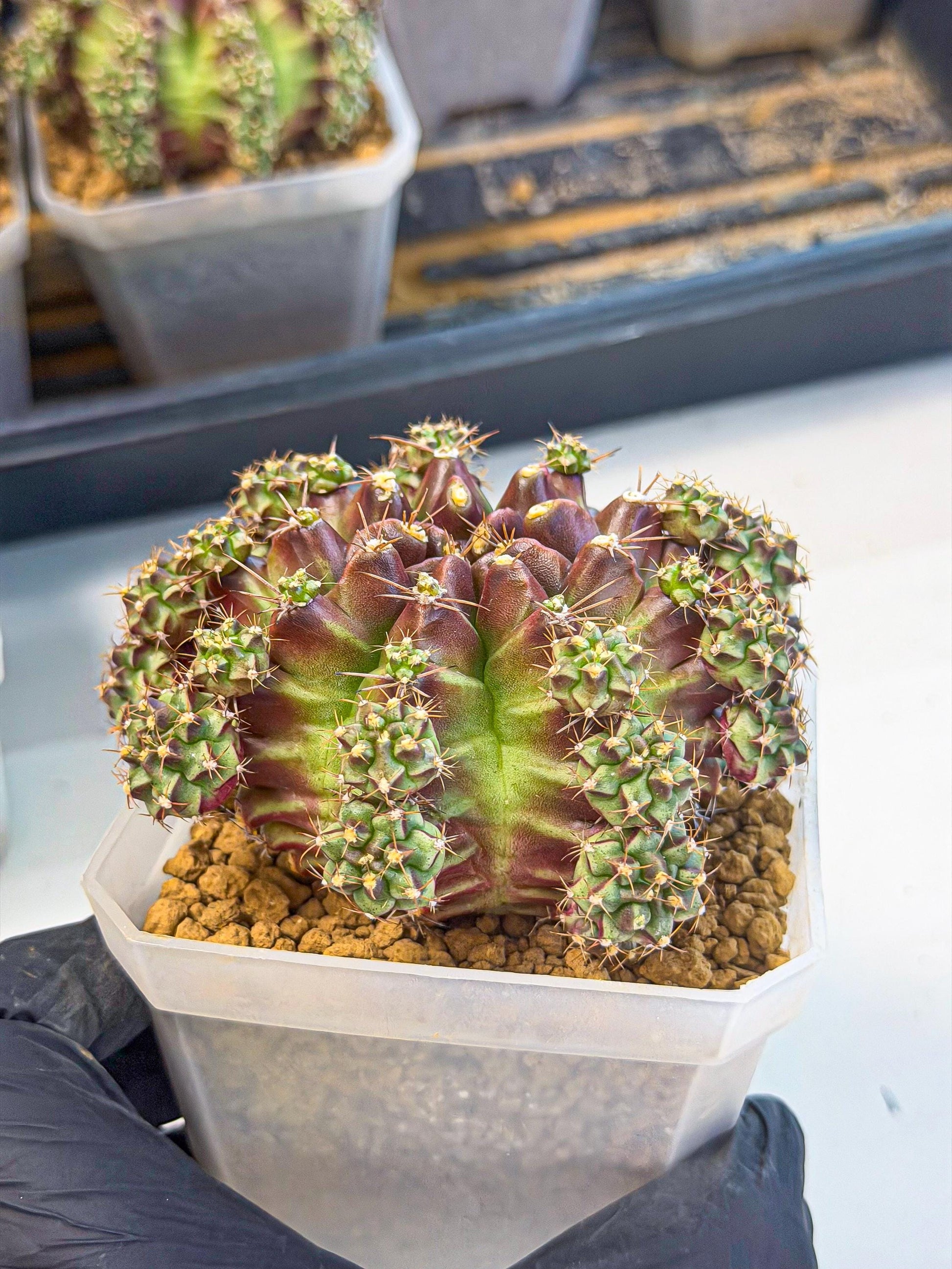 Gymnocalycium Sweet Green (#5) | Variegated cactus