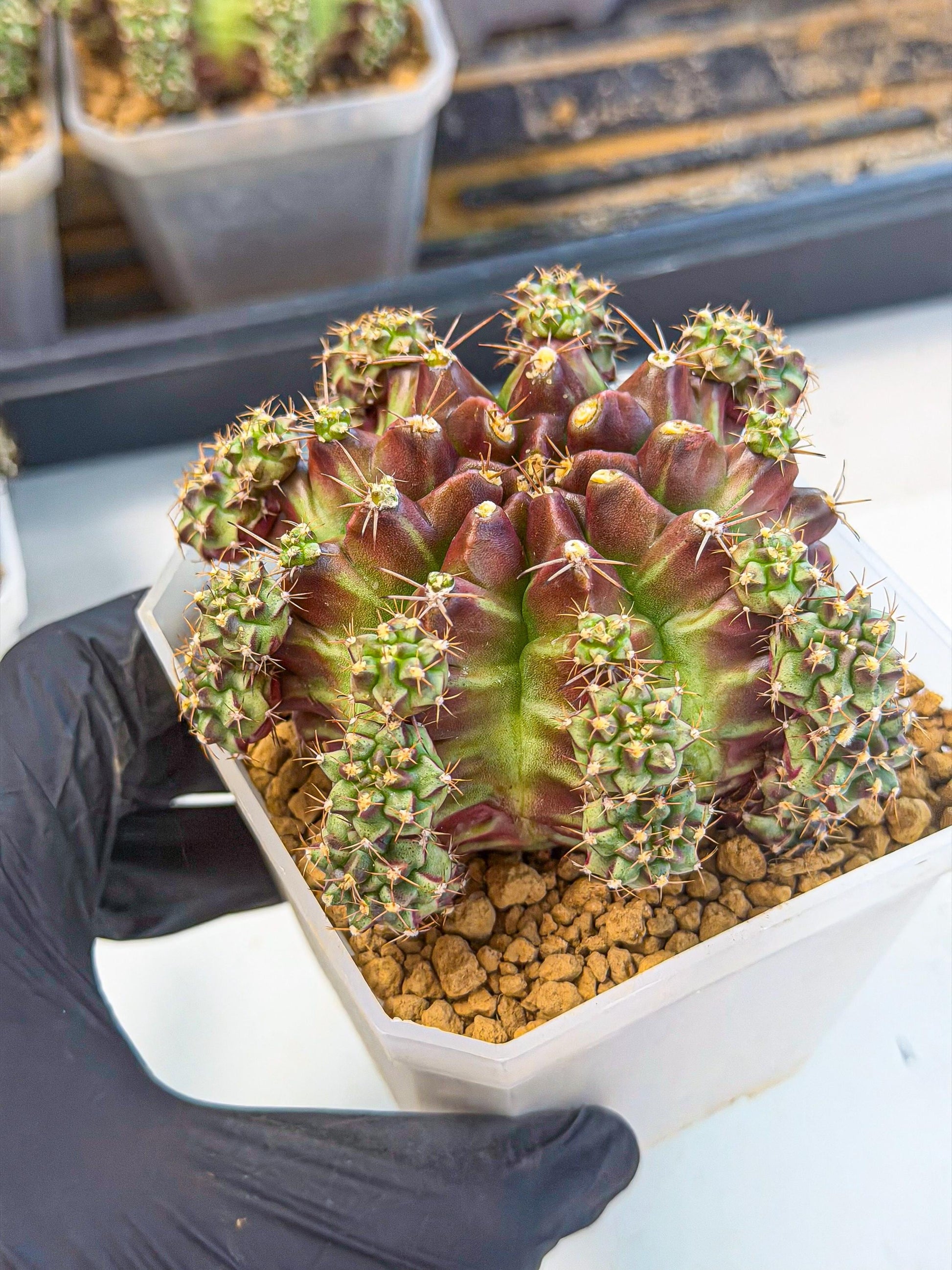 Gymnocalycium Sweet Green (#5) | Variegated cactus