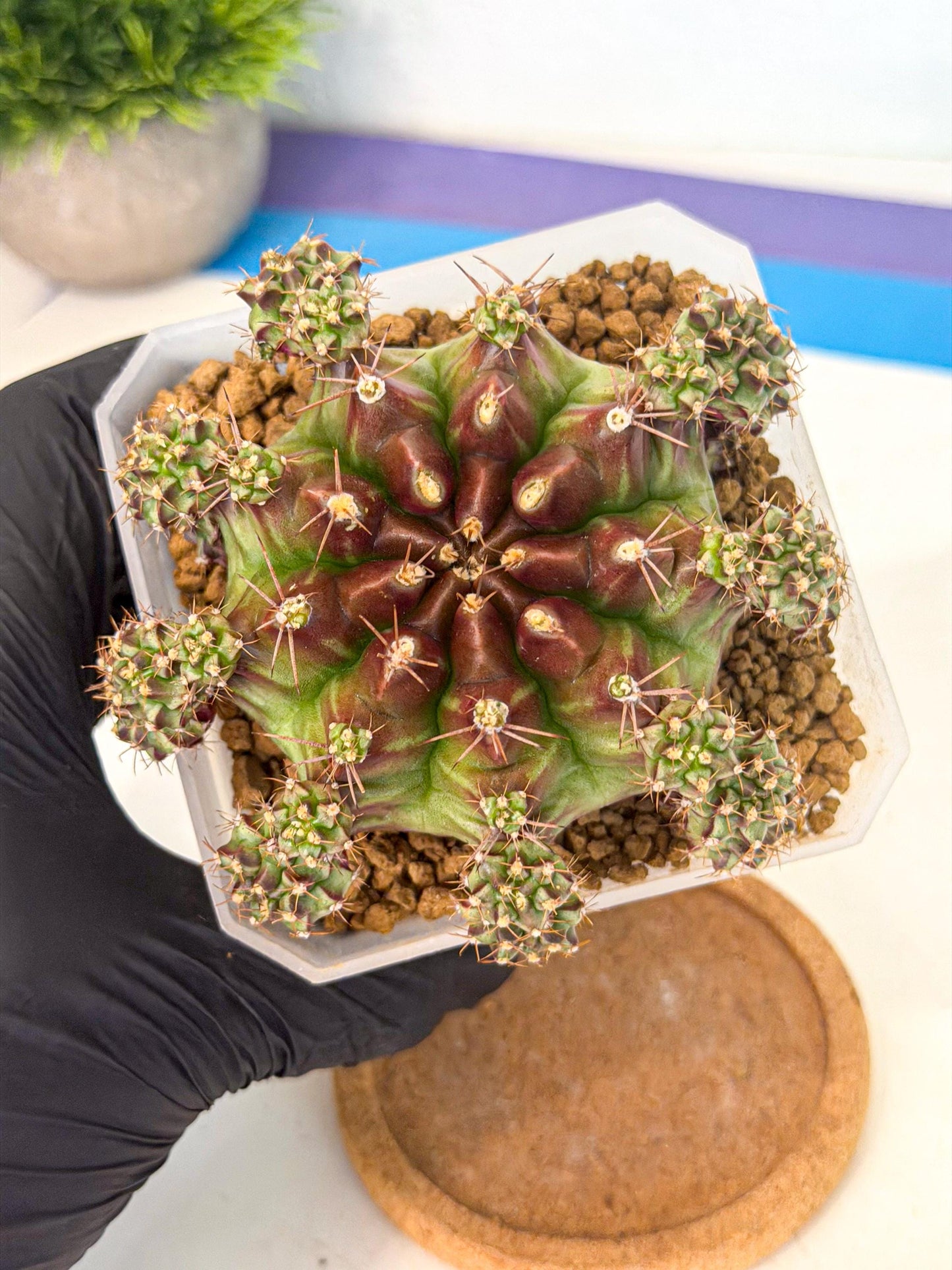 Gymnocalycium Sweet Green (#5) | Variegated cactus