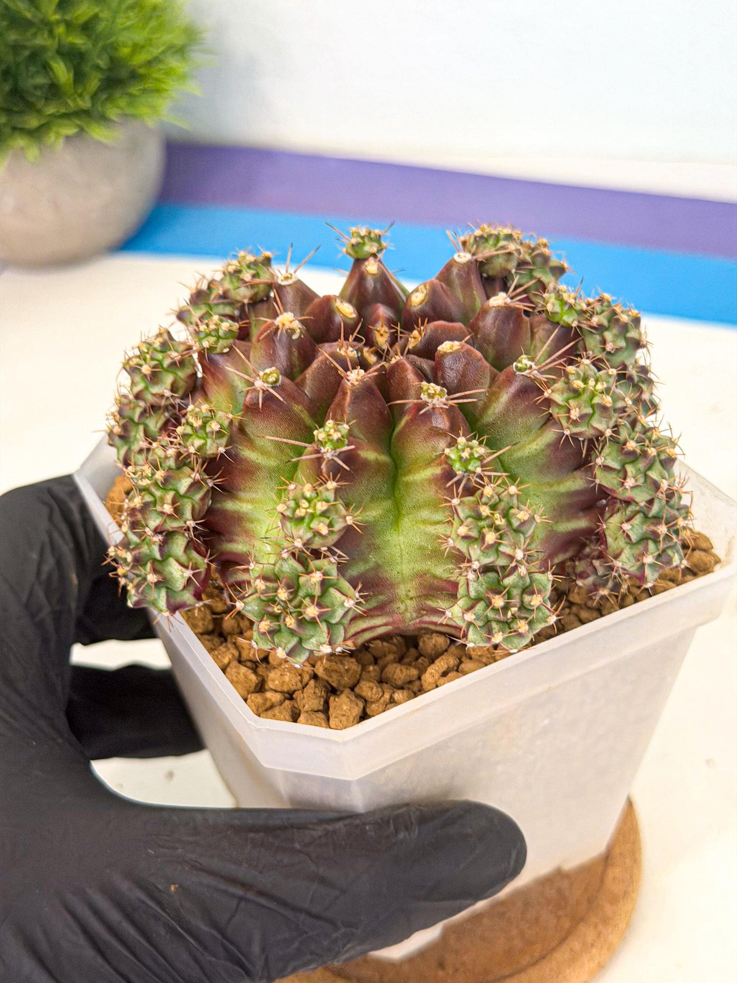 Gymnocalycium Sweet Green (#5) | Variegated cactus