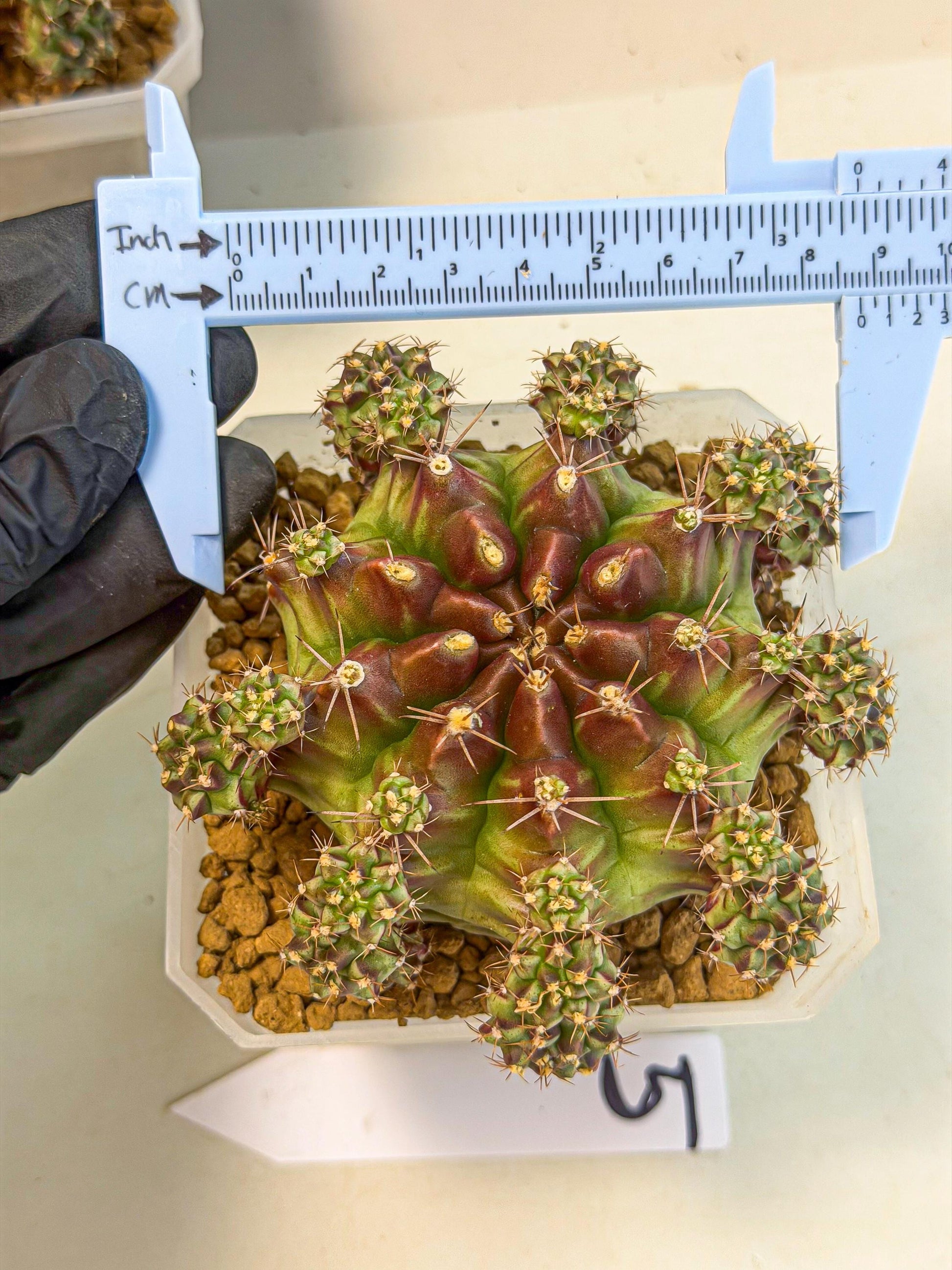 Gymnocalycium Sweet Green (#5) | Variegated cactus