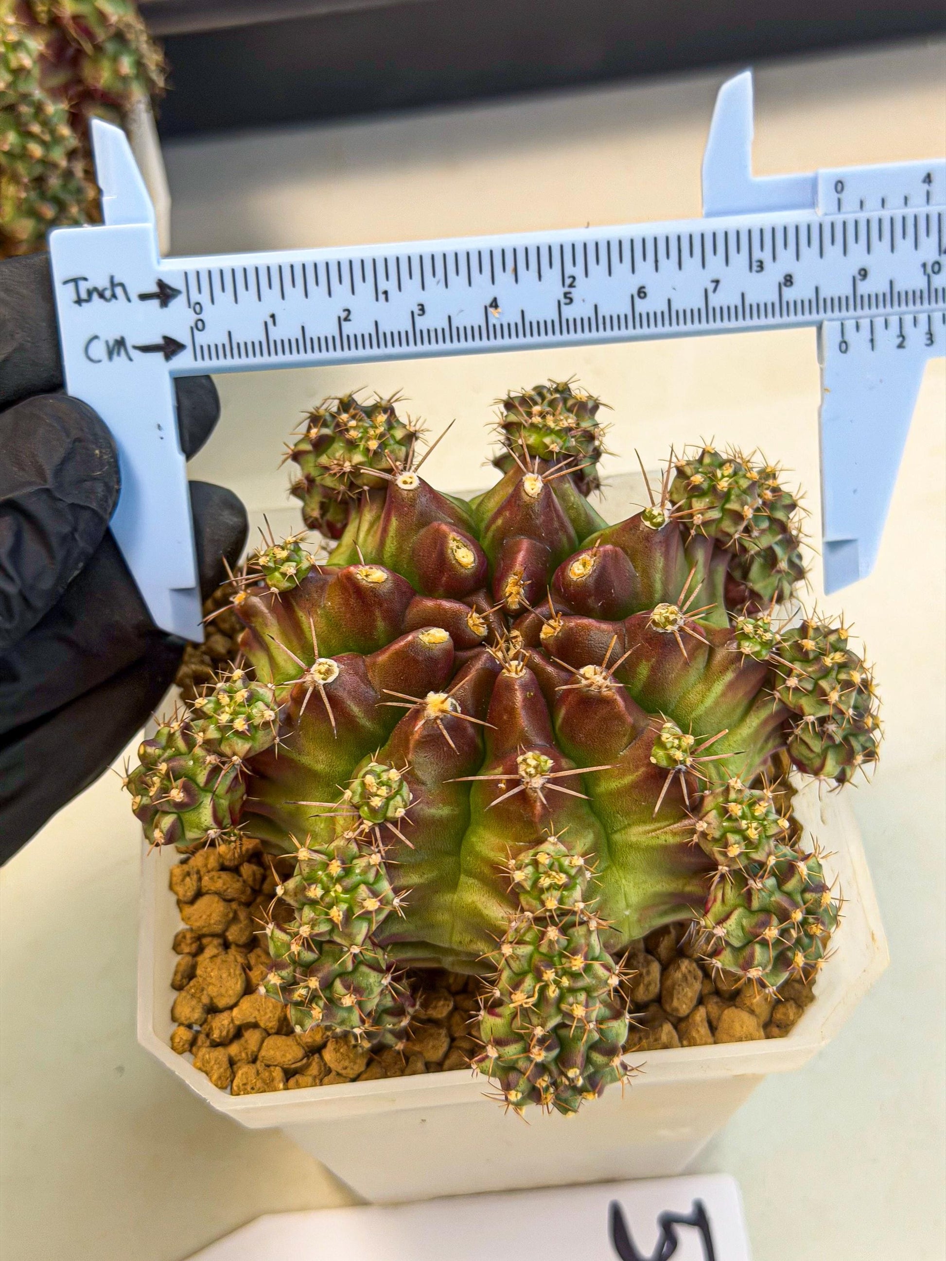 Gymnocalycium Sweet Green (#5) | Variegated cactus