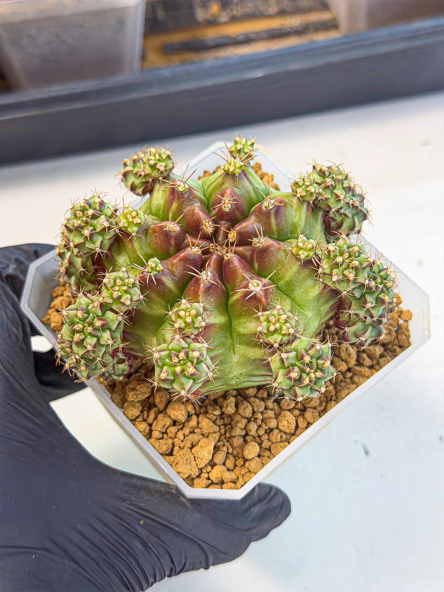 Gymnocalycium Sweet Green (#6) | Variegated cactus