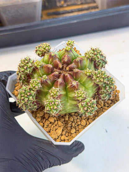 Gymnocalycium Sweet Green (#6) | Variegated cactus