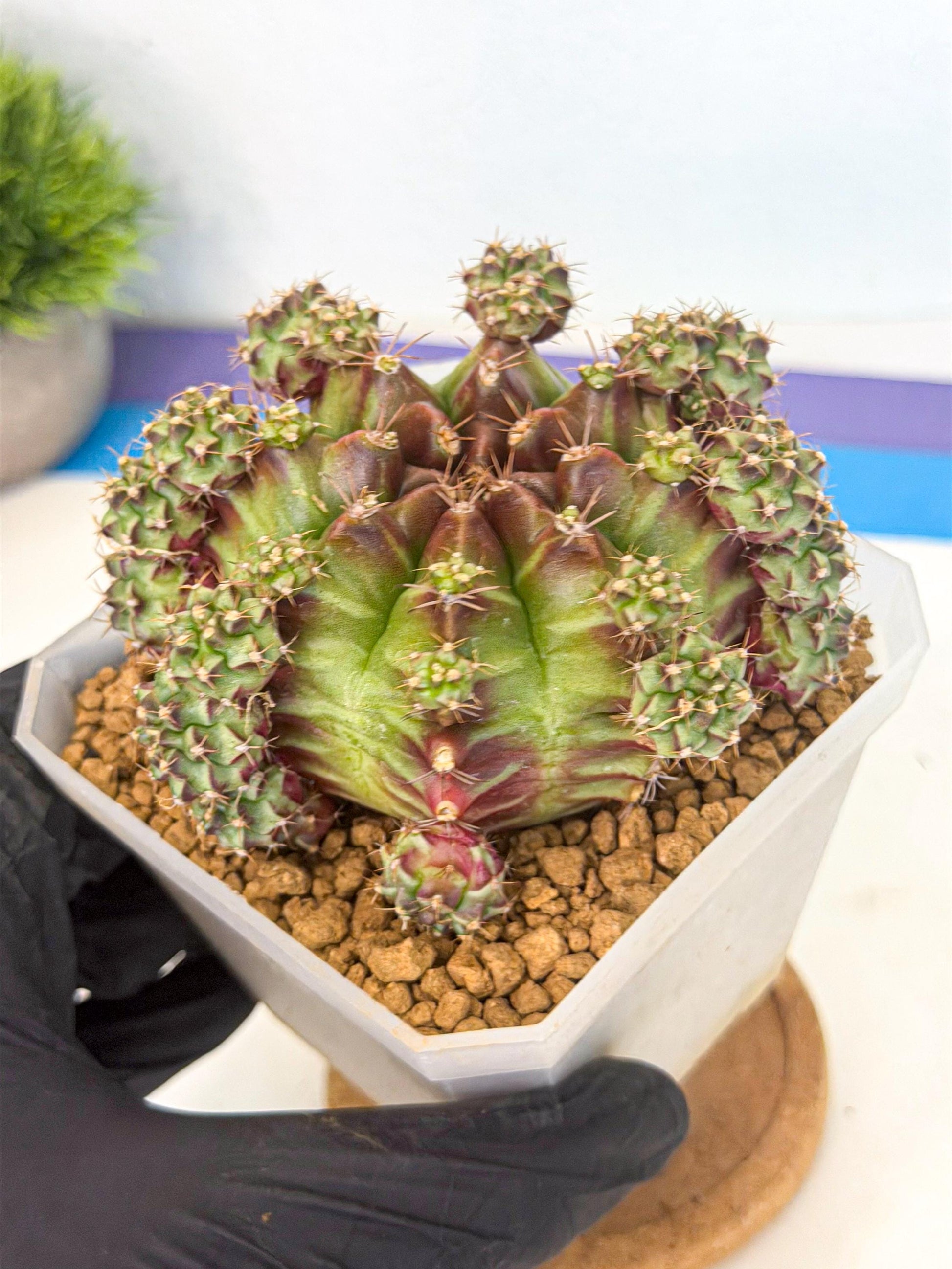 Gymnocalycium Sweet Green (#6) | Variegated cactus