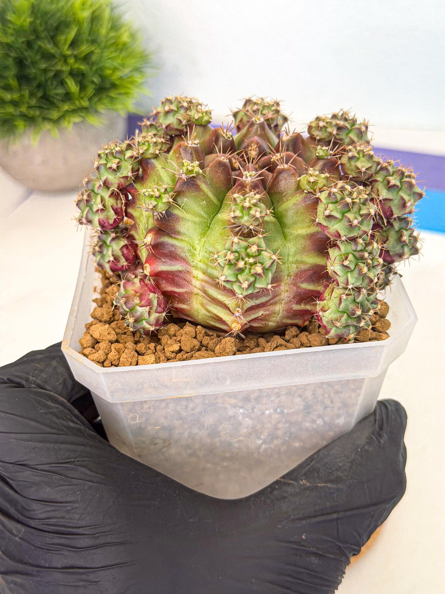 Gymnocalycium Sweet Green (#6) | Variegated cactus