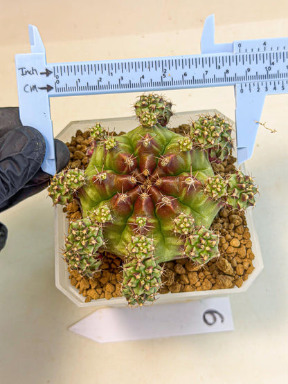 Gymnocalycium Sweet Green (#6) | Variegated cactus