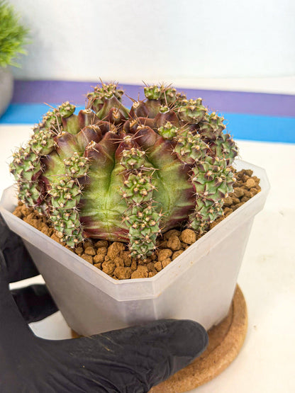 Gymnocalycium Sweet Green (#7) | Variegated cactus