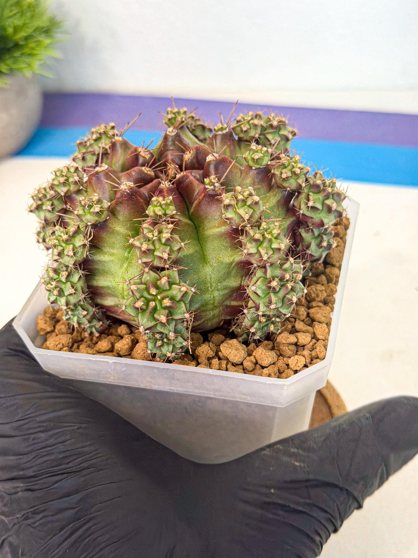 Gymnocalycium Sweet Green (#7) | Variegated cactus