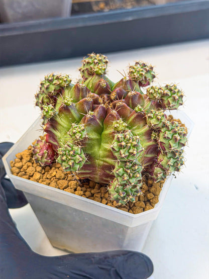 Gymnocalycium Sweet Green (#6) | Variegated cactus