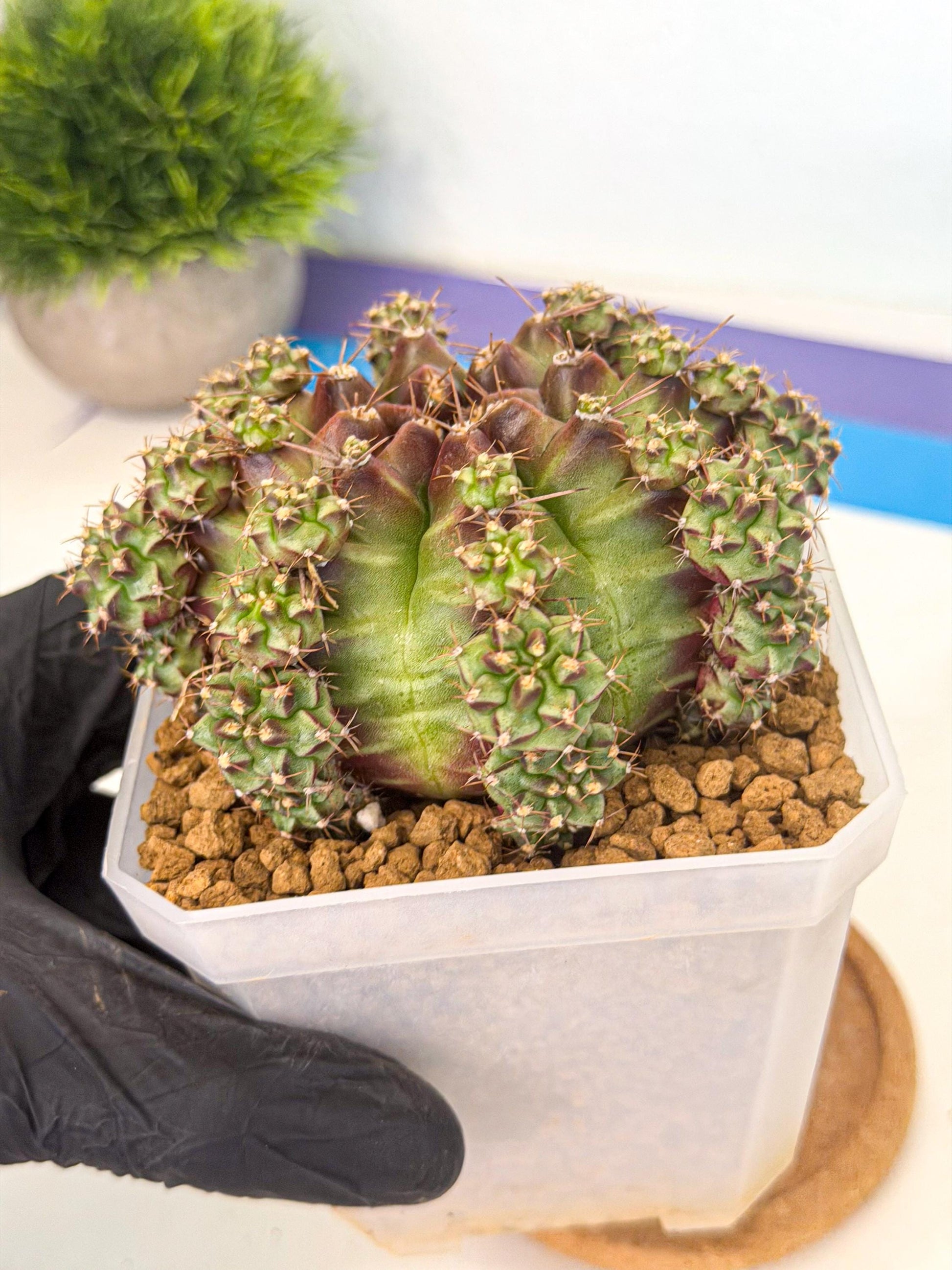 Gymnocalycium Sweet Green (#7) | Variegated cactus