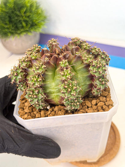 Gymnocalycium Sweet Green (#7) | Variegated cactus