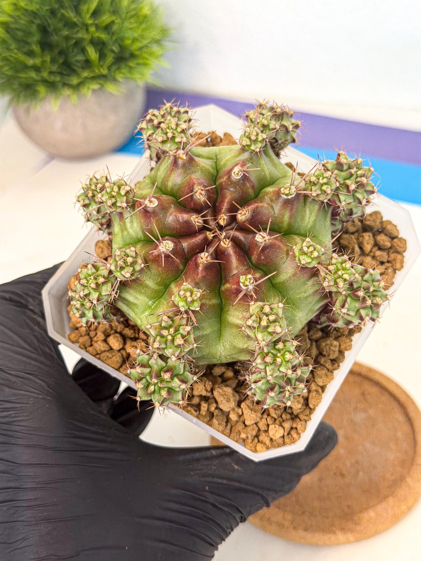 Gymnocalycium Sweet Green (#7) | Variegated cactus