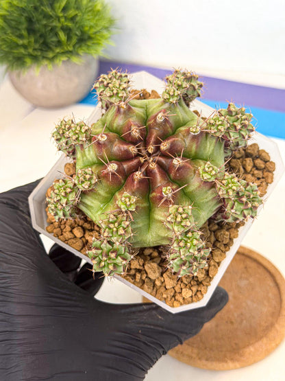 Gymnocalycium Sweet Green (#7) | Variegated cactus