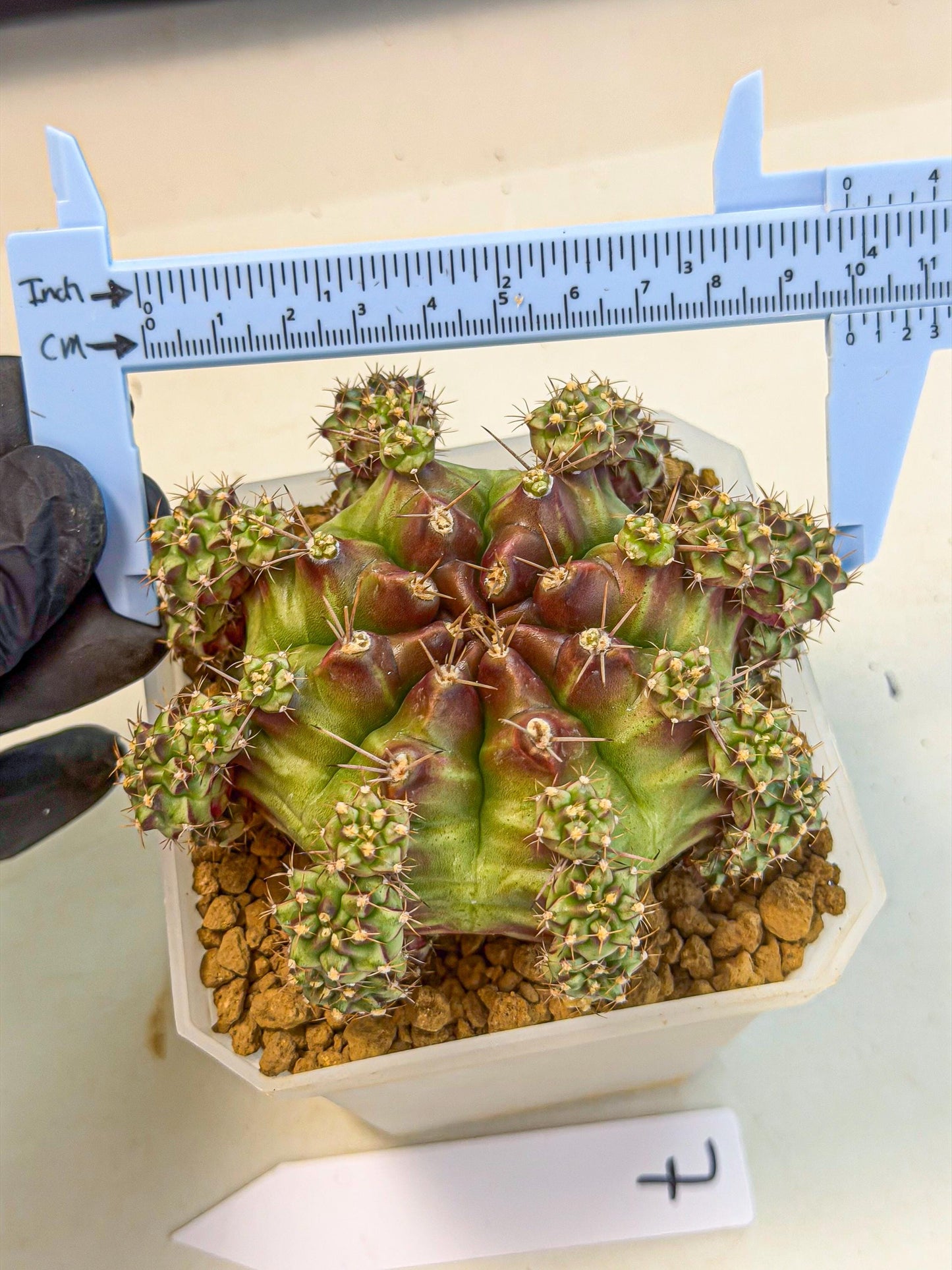 Gymnocalycium Sweet Green (#7) | Variegated cactus