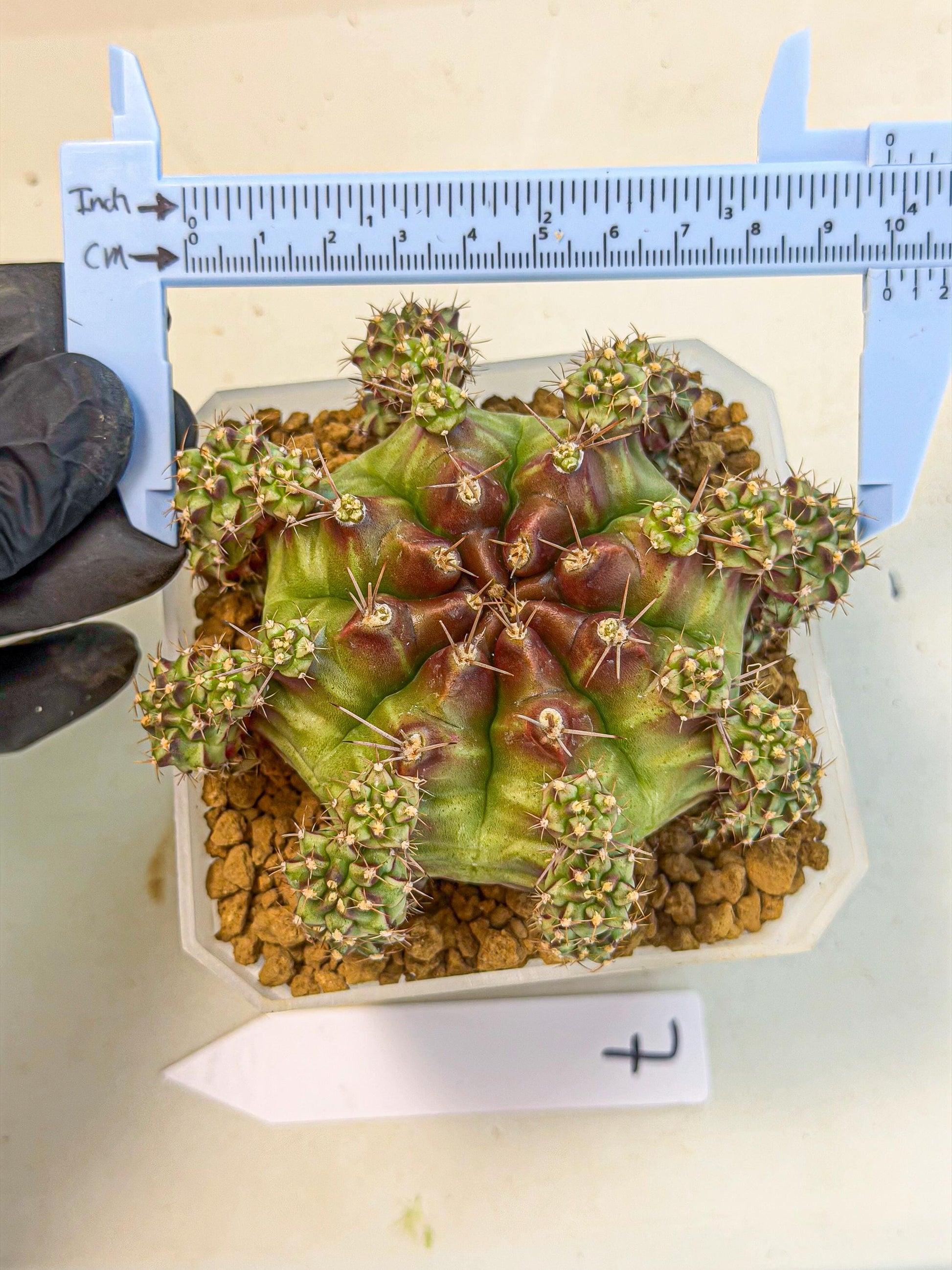 Gymnocalycium Sweet Green (#7) | Variegated cactus