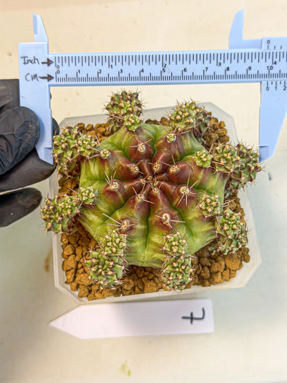 Gymnocalycium Sweet Green (#7) | Variegated cactus