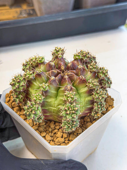 Gymnocalycium Sweet Green (#7) | Variegated cactus