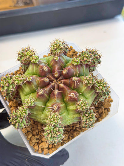 Gymnocalycium Sweet Green (#7) | Variegated cactus