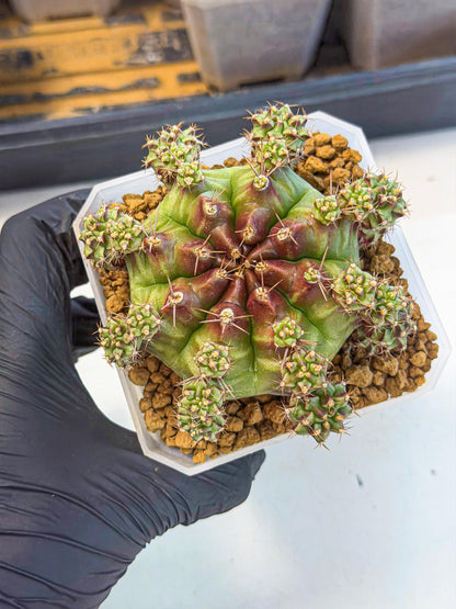 Gymnocalycium Sweet Green (#7) | Variegated cactus