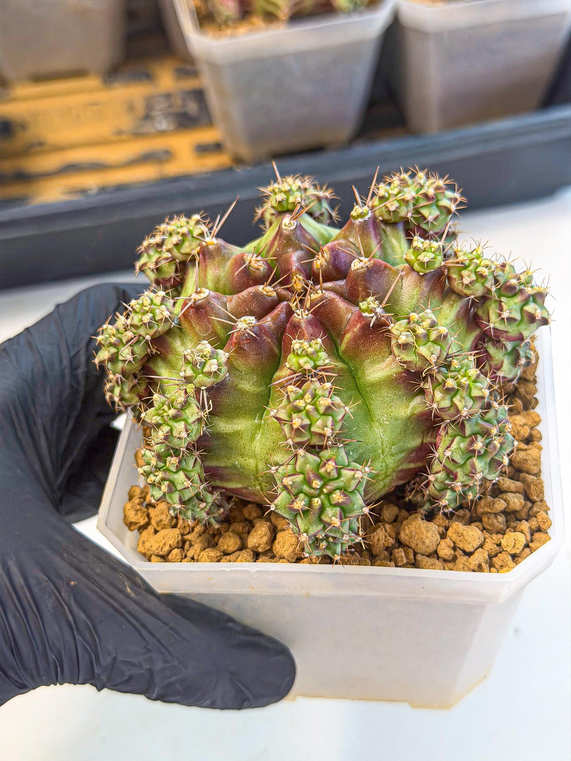 Gymnocalycium Sweet Green (#7) | Variegated cactus