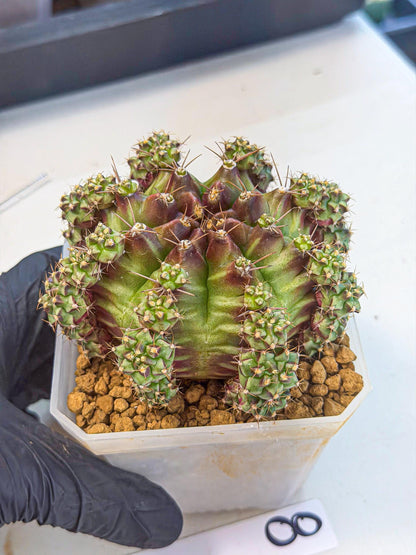 Gymnocalycium Sweet Green (#8) | Variegated cactus