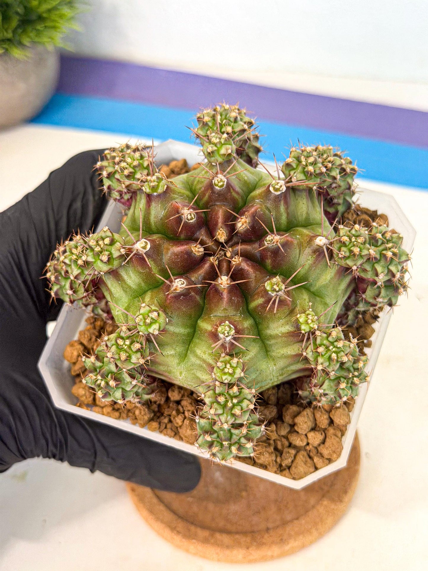 Gymnocalycium Sweet Green (#8) | Variegated cactus