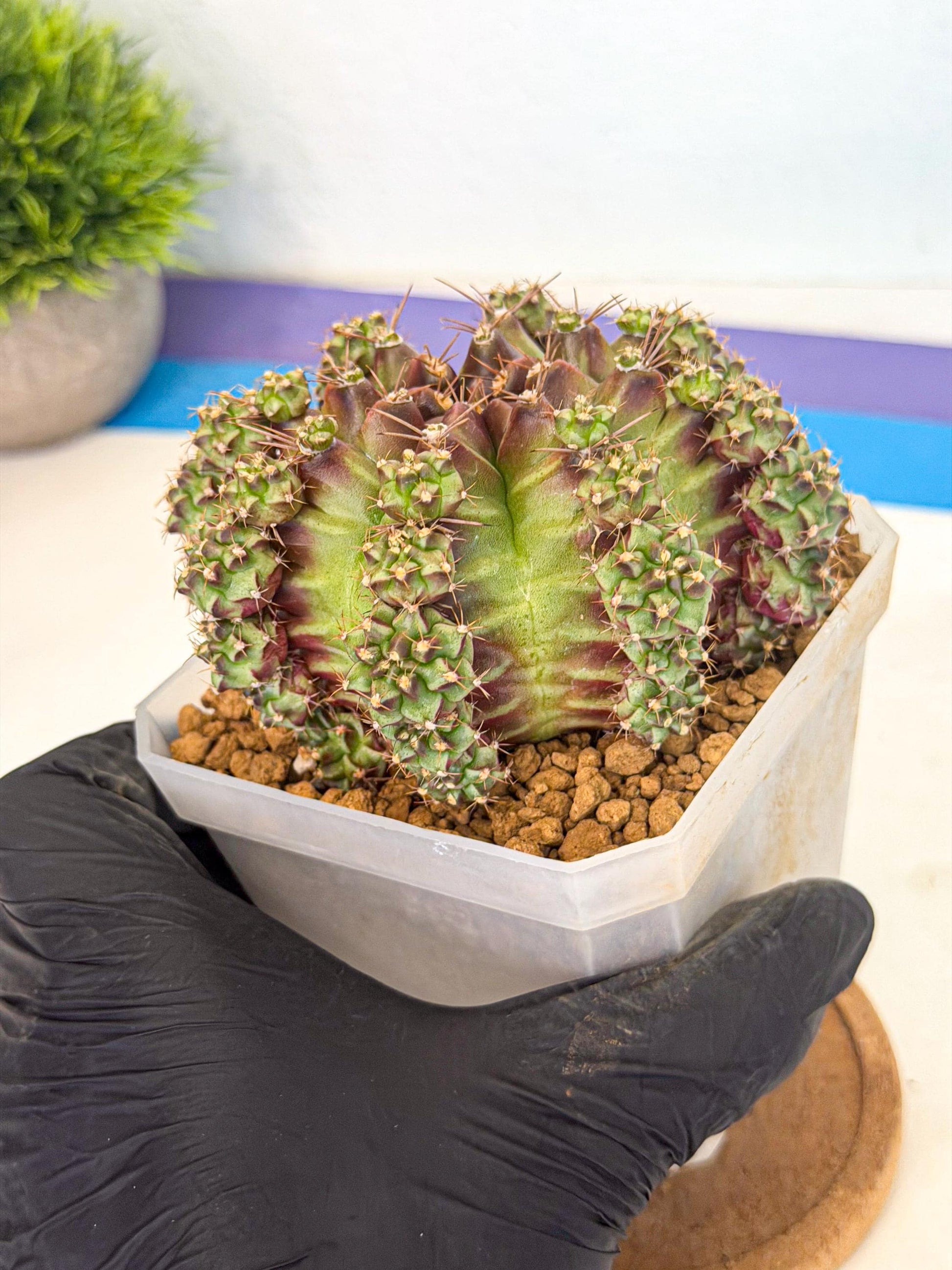 Gymnocalycium Sweet Green (#8) | Variegated cactus
