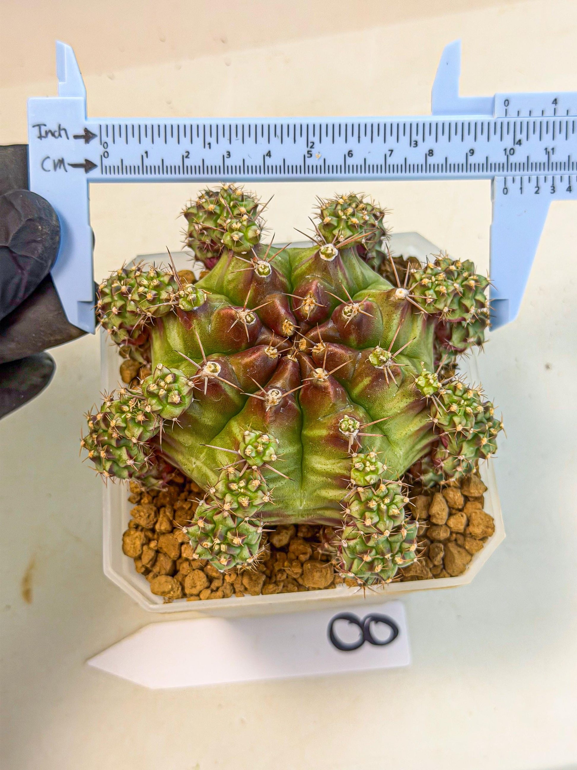 Gymnocalycium Sweet Green (#8) | Variegated cactus