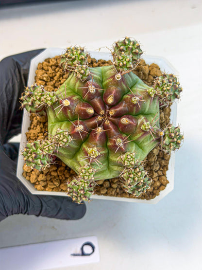 Gymnocalycium Sweet Green (#9) | Variegated cactus