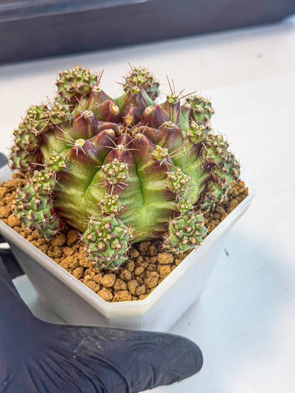 Gymnocalycium Sweet Green (#9) | Variegated cactus