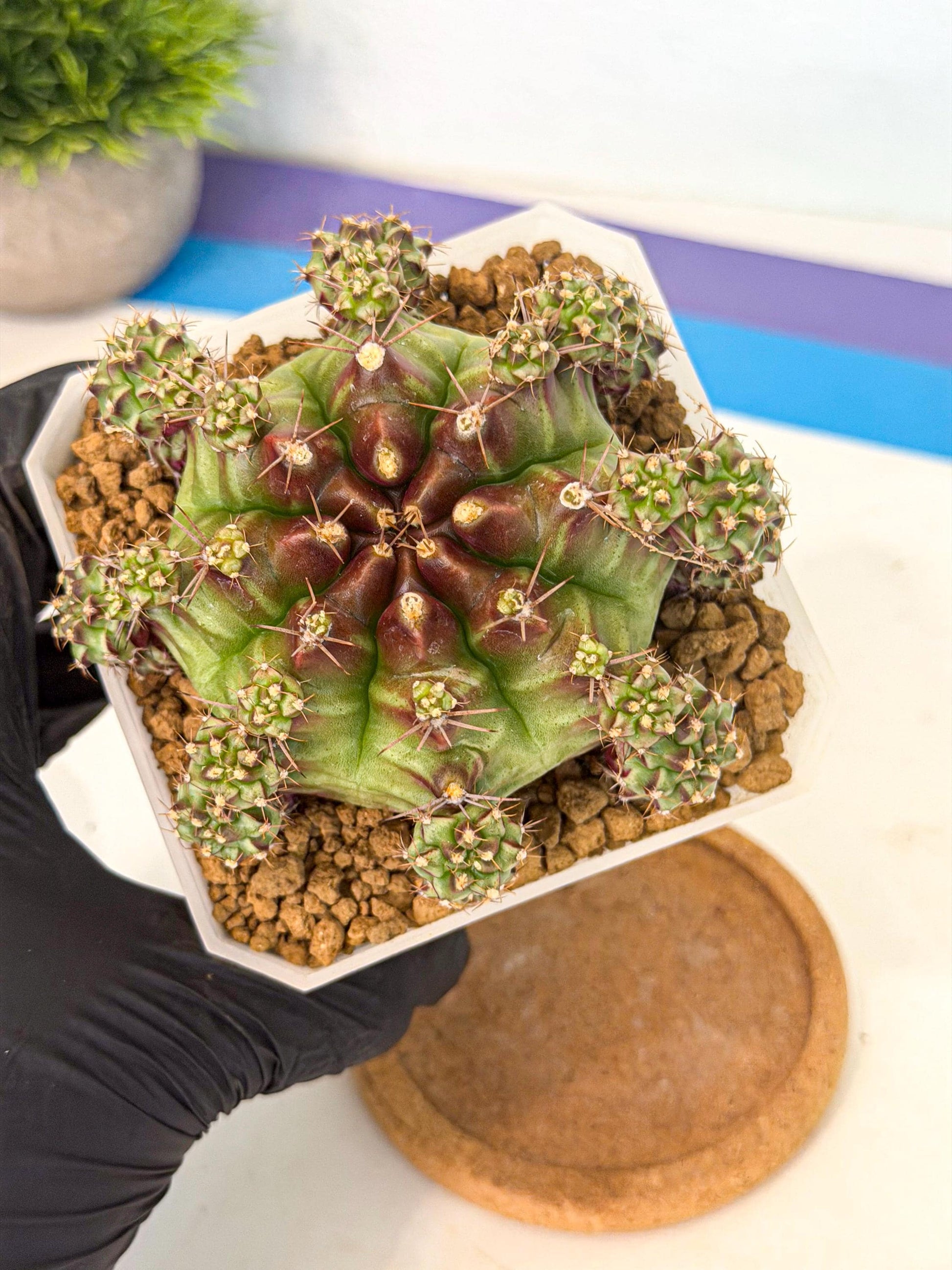 Gymnocalycium Sweet Green (#9) | Variegated cactus