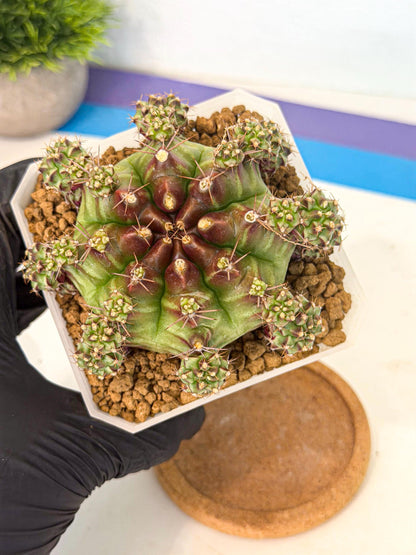 Gymnocalycium Sweet Green (#9) | Variegated cactus