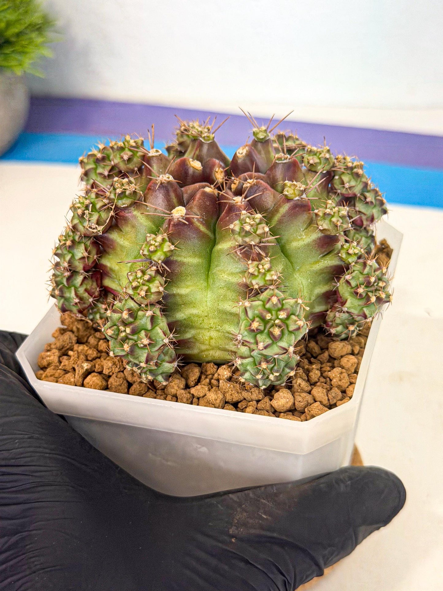 Gymnocalycium Sweet Green (#9) | Variegated cactus