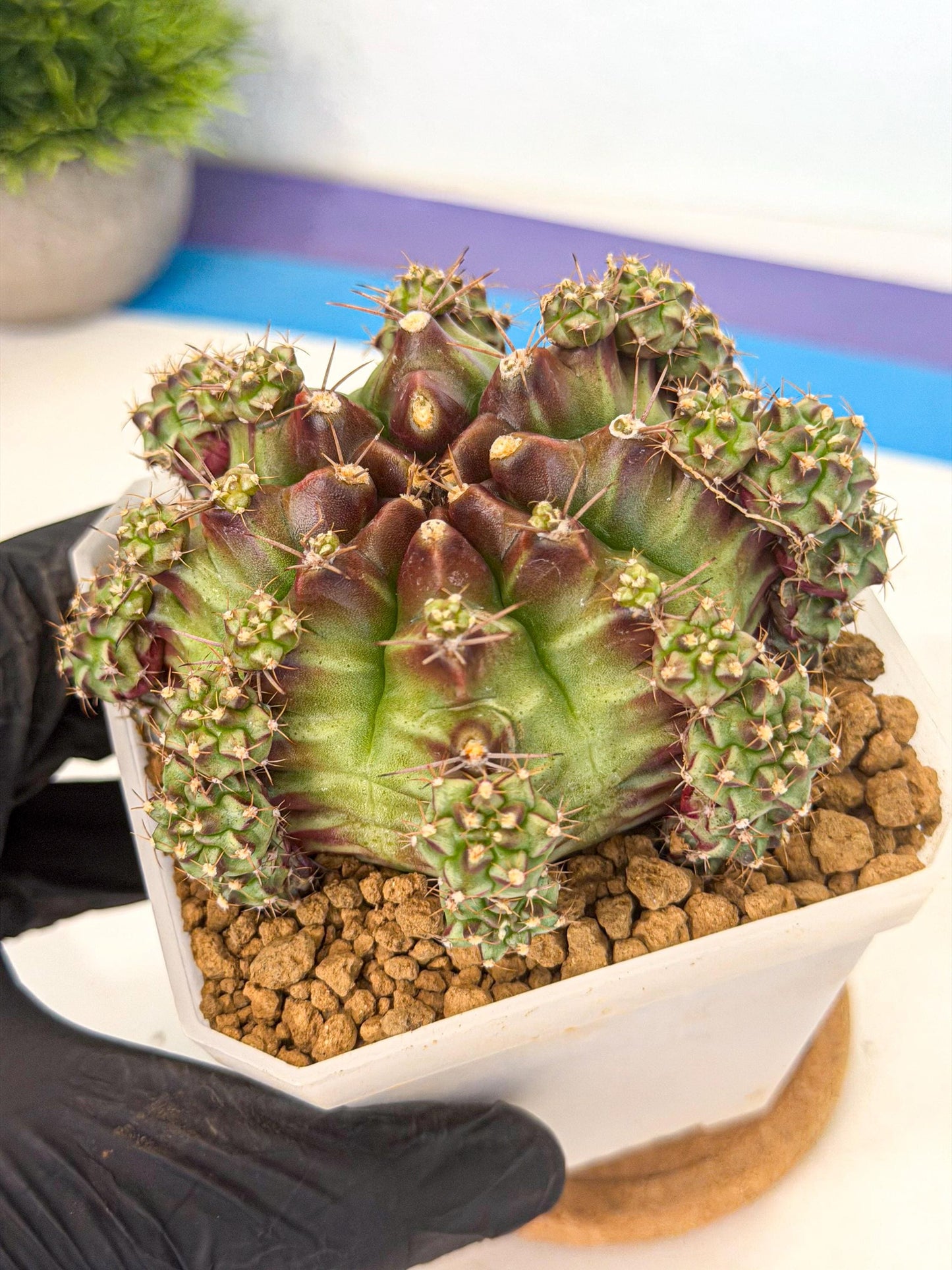 Gymnocalycium Sweet Green (#9) | Variegated cactus